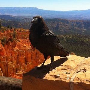 Meet your Posher, Trevor